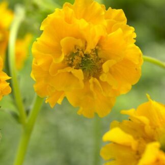 Geum Lady Stratheden - Avens