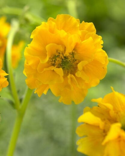 Geum Lady Stratheden - Avens