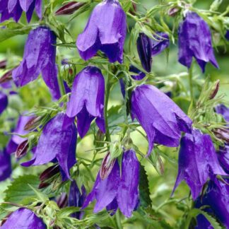 Campanula Punctata Purple