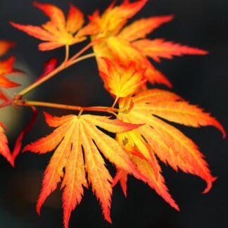 Large Acer Japanese Maple Trees - Orange Dream - Circa 120-140cms