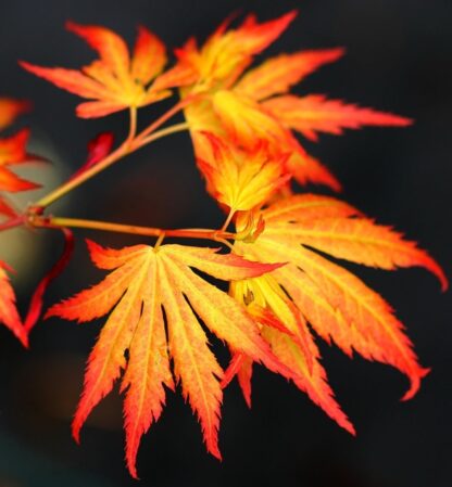 Large Acer Japanese Maple Trees - Orange Dream - Circa 120-140cms