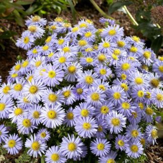 Aster Novi Belgii 'Lady in Blue'  - Michaelmas Daisy