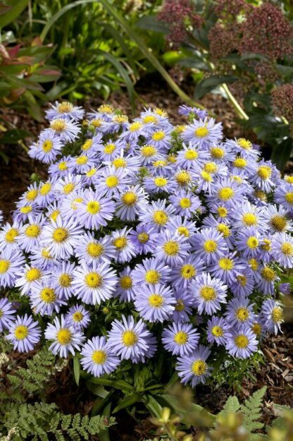 Aster Novi Belgii 'Lady in Blue'  - Michaelmas Daisy