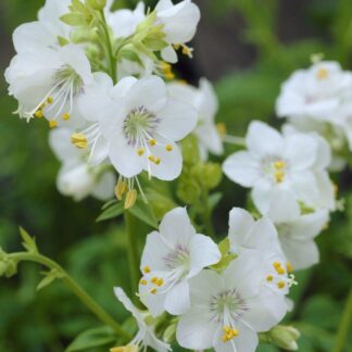 Polemonium Caeruleum Album - Jacob's Ladder
