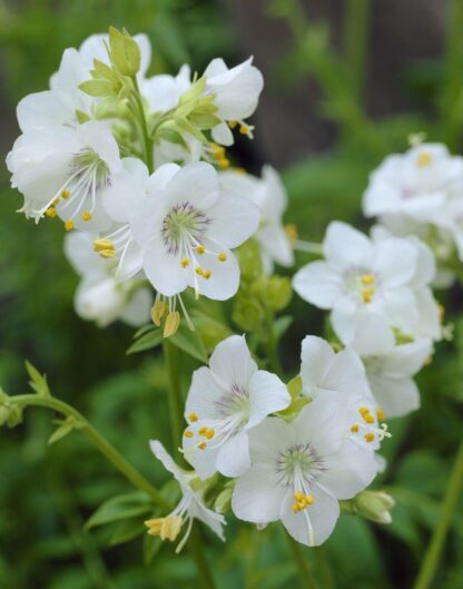 Polemonium Caeruleum Album - Jacob's Ladder