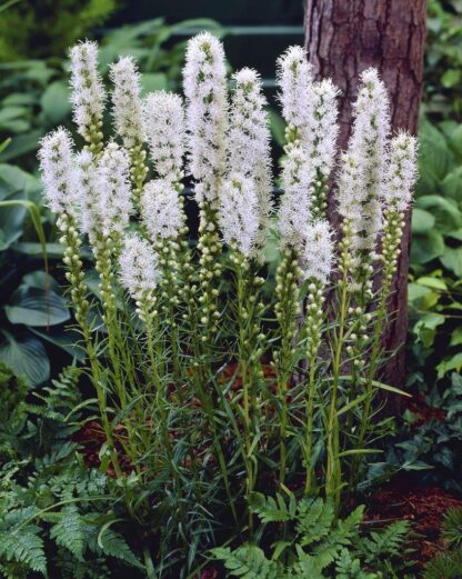 Liatris Spicata Floristan White - White Gay Feather Plants