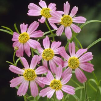 Coreopsis Rosea American Dream