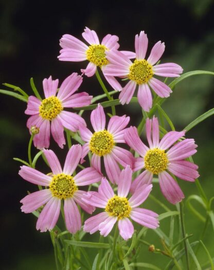 Coreopsis Rosea American Dream
