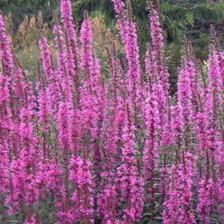Lythrum Virgatum 'Dropmore Purple'