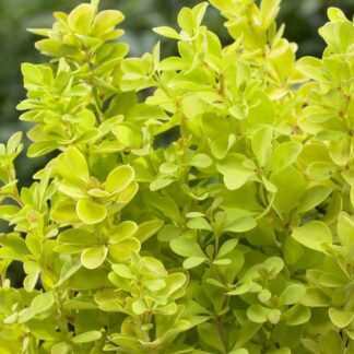 Berberis Thunbergii Maria - Golden Barberry