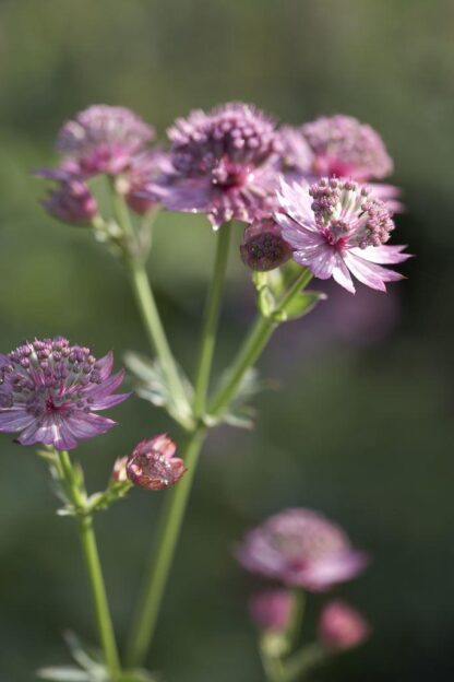 Astrantia Major Roma