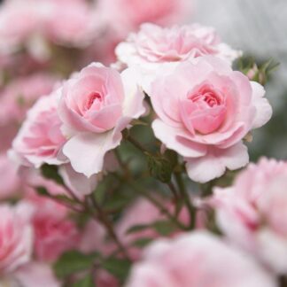 Rose Bonica - Floribunda Shrub Rose