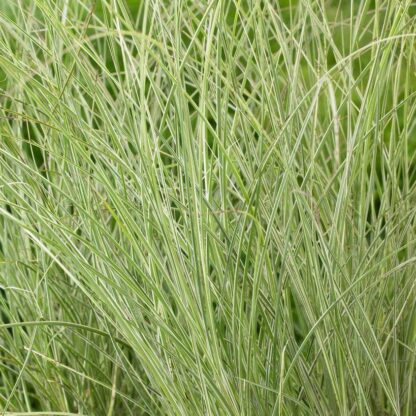 Miscanthus Sinensis Morning Light - Japanese Silver Grass
