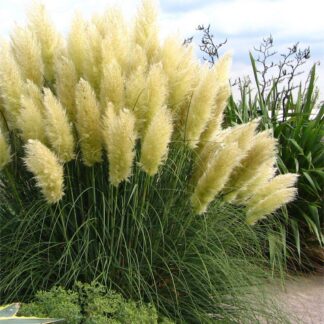 Pampas Grass - Cortaderia Selloana White Feather - Pack of Three Plants