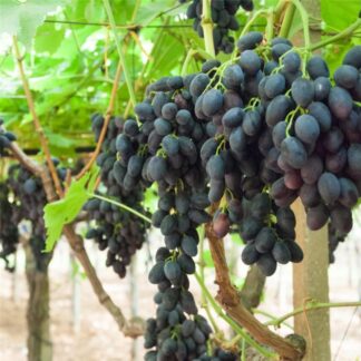 Vitis Vinifera - Pizzutello Nero - Circa 120-40cm