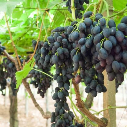 Vitis Vinifera - Pizzutello Nero - Circa 120-40cm