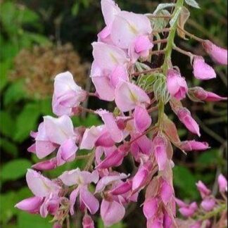Wisteria Brachybotrys Shiro Beni - Pink Ice Japanese Wisteria - Large Specimen Plant 5-6ft
