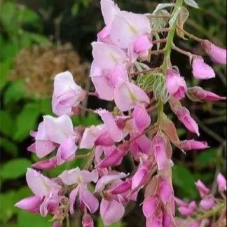 Wisteria Brachybotrys Shiro Beni - Pink Ice Japanese Wisteria - Large Specimen Plant 5-6ft