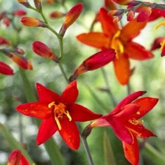 Crocosmia x Crocosmiiflora 'Babylon' - Giant Montbretia