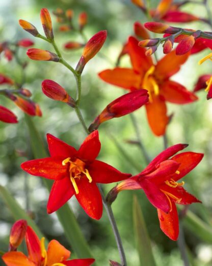 Crocosmia x Crocosmiiflora 'Babylon' - Giant Montbretia