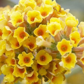 Buddleja x Weyeriana 'Sungold' - Golden Yellow Flowered Butterfly Bush (Buddleia)