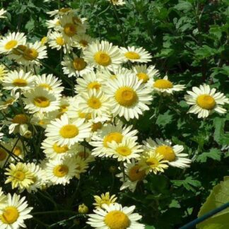 Anthemis Tinctoria 'E. C. Buxton'