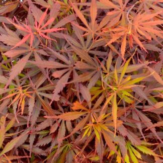 Acer Jerre Schwartz - Large Japanese Maple Circa 140-160cm