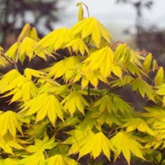 Acer Shirasawanum Jordan - Large Japanese Maple