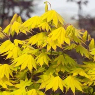 Acer Shirasawanum Jordan - Large Japanese Maple