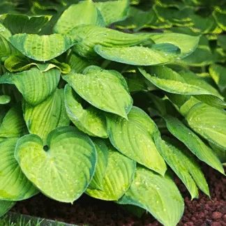 Hosta