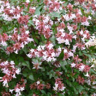 Abelia Grandiflora Lucky Lots