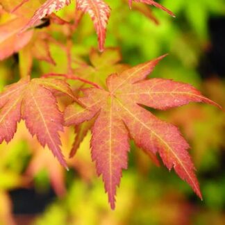 Acer Palmatum Bihou - Large Bi Hoo Golden Coral Bark Japanese Maple Circa 120cm