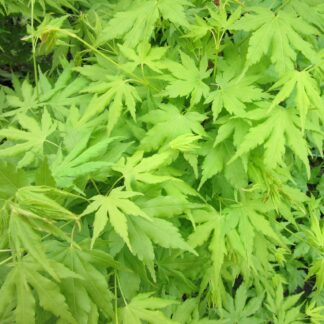 Acer Palmatum Going Green - Large Specimen Circa 6ft