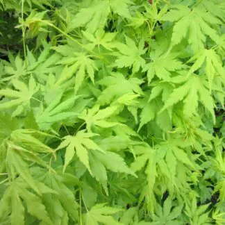 Acer Palmatum Going Green - Large Specimen Circa 6ft
