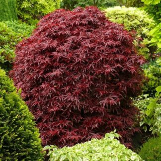 Acer Palmatum Shaina - Japanese Maple Large Circa 120-140cm
