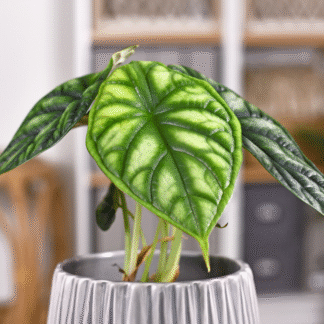 Alocasia Dragon Scale