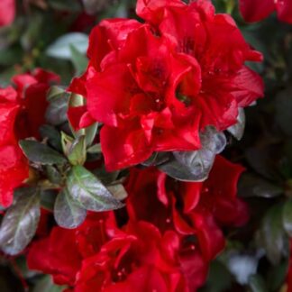Azalea Rhododendron Encore 'Autumn Fire'