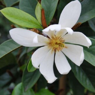 Magnolia Fairy White - Evergreen Tulip Tree - Circa 100cm