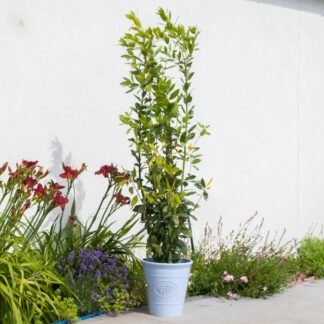 Bay Bush - Laurus Nobilis - Large - Circa 5ft (140-160cms) Tall