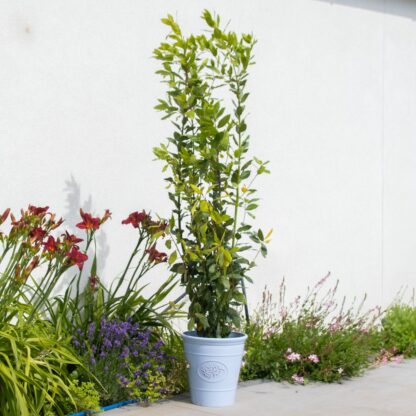 Bay Bush - Laurus Nobilis - Large - Circa 5ft (140-160cms) Tall