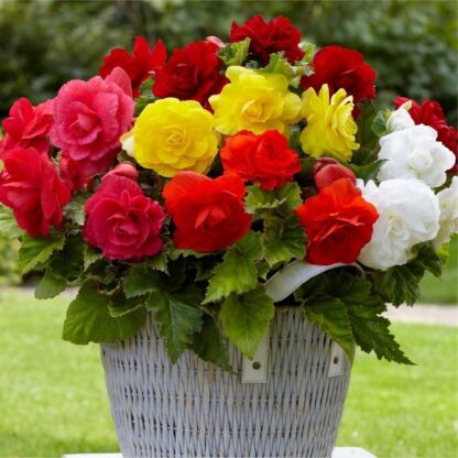 Double Begonia Mixed - Pack of Ten