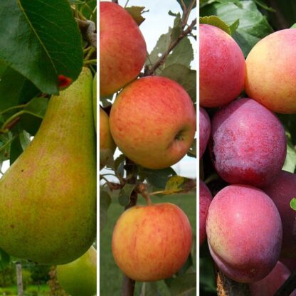 Best of British Fruit Tree Trio - Grown For Flavour - Pack of Three