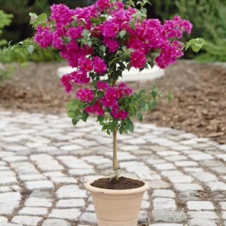 Bougainvillea Patio Tree - in Bud & Bloom