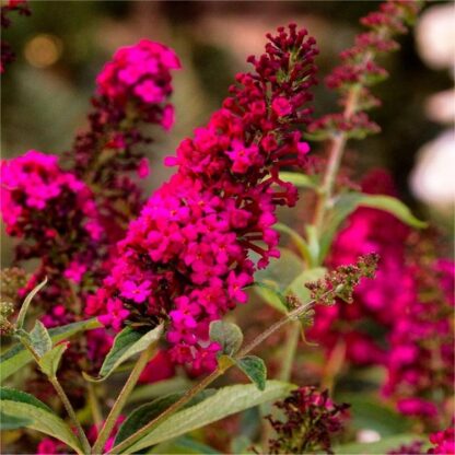 Buddleja Davidii Royal Red - Butterfly Bush - Red Buddleia