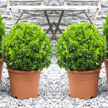 Pair of Mini Topiary Buxus Balls - Stylish Contemporary Box Ball Plants