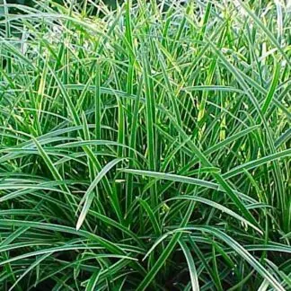 Carex Morrowii 'Ice Dance'
