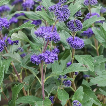 Caryopteris x Clandonensis First Blue - Blue Beard - in Bud & Bloom