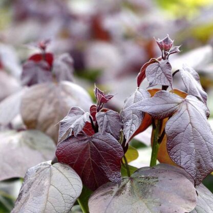Catalpa Erubescens Purpurea - Purple Indian Bean Tree