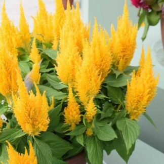 Celosia Yellow Feather - in Bud & Bloom