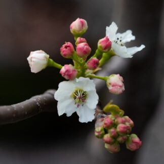 Pear Tree - Pyrus Chanticleer - Circa 5ft